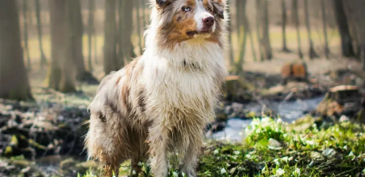 20 малих паса мешанаца које ћете желети да поседујете