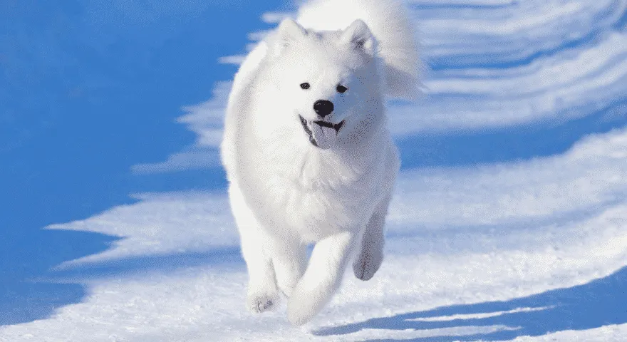 Samojed