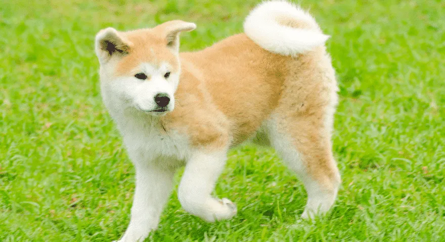 Akita Inu ser ut som huskyer