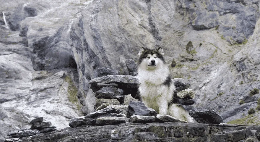 Malamuter og huskyer ser like ut