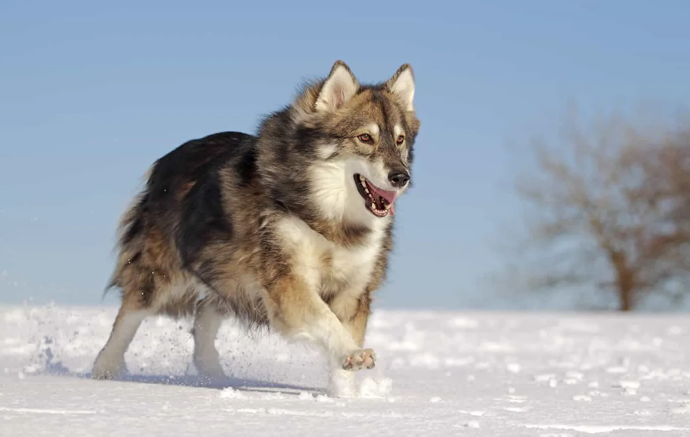 Utonagan er en hybrid rase