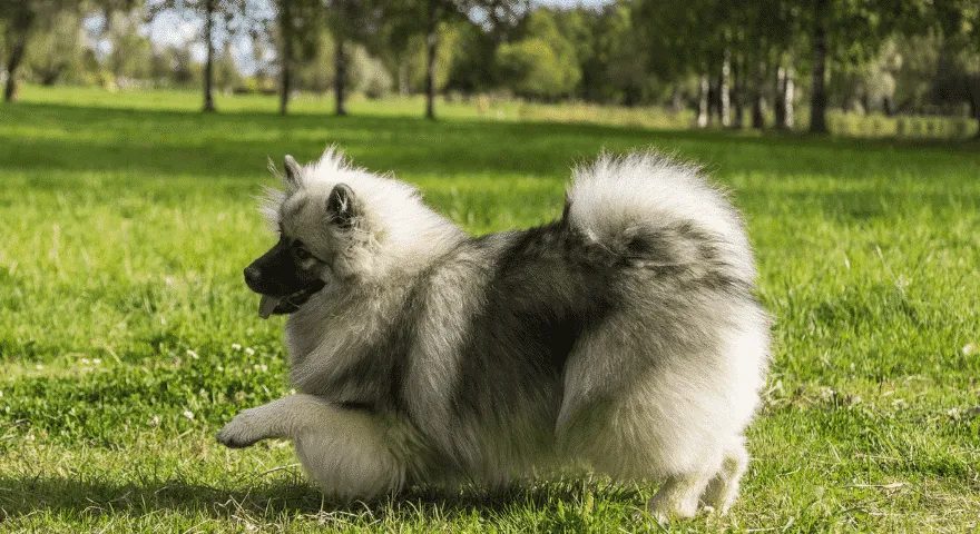 Keeshond hunderase