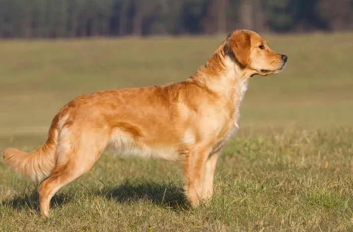 Golden Retriever' title='Rasy psów-ptaków, które są świetnymi łowcami ptaków