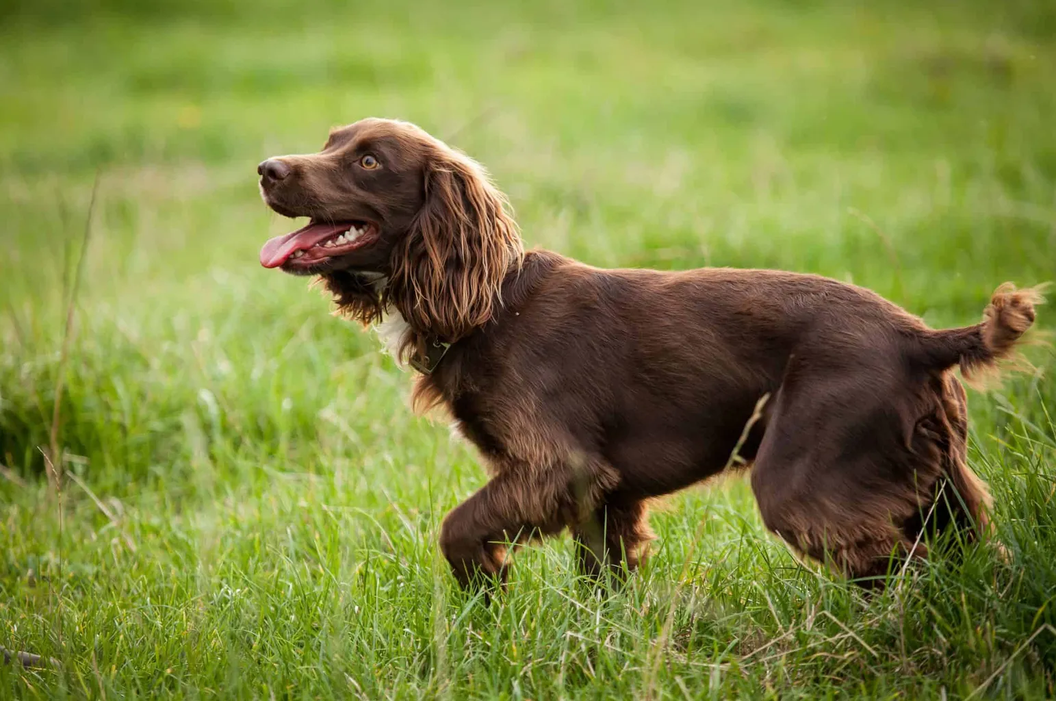 Rasa psów Boykin Spaniel' title='Rasy psów-ptaków, które są świetnymi łowcami ptaków