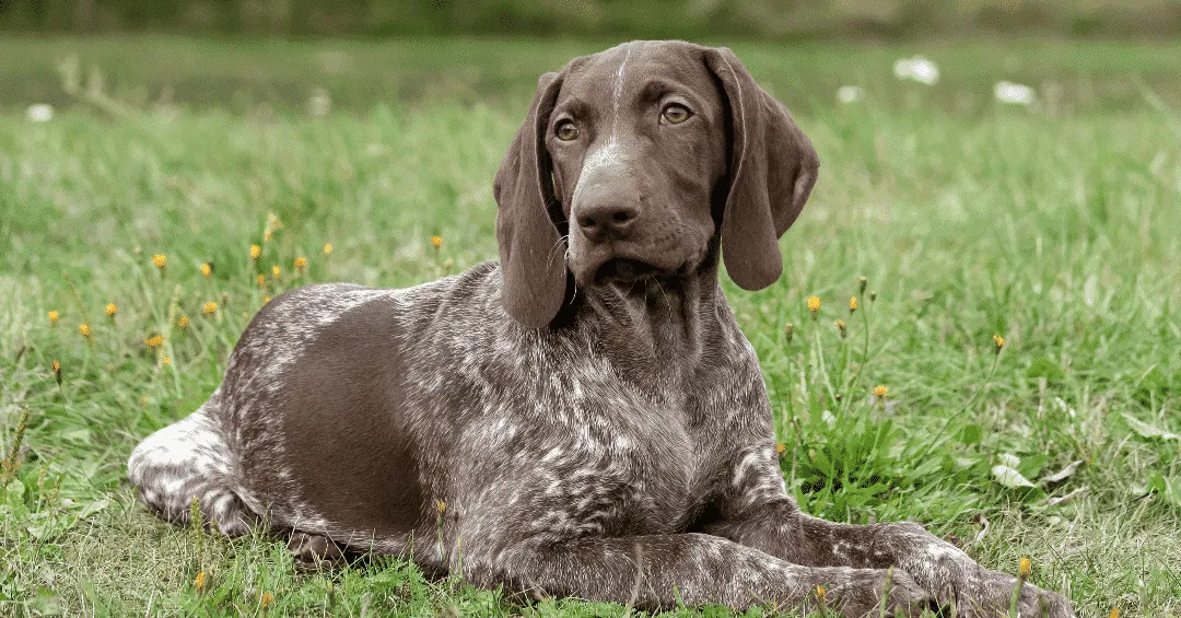 Wyżeł niemiecki krótkowłosy' title='Rasy psów-ptaków, które są świetnymi łowcami ptaków