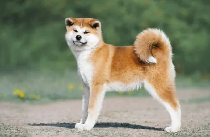 10 najbardziej spektakularnych japońskich ras psów