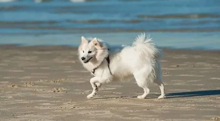 10 najbardziej spektakularnych japońskich ras psów