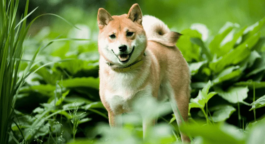 Czy Shiba Inu jest hipoalergiczny?