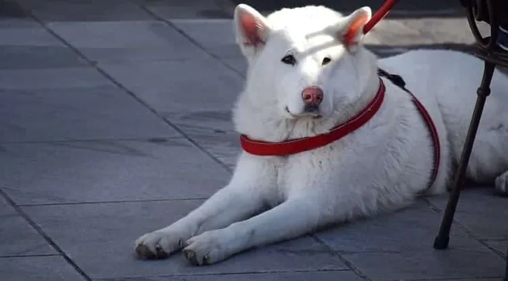 10 najbardziej spektakularnych japońskich ras psów