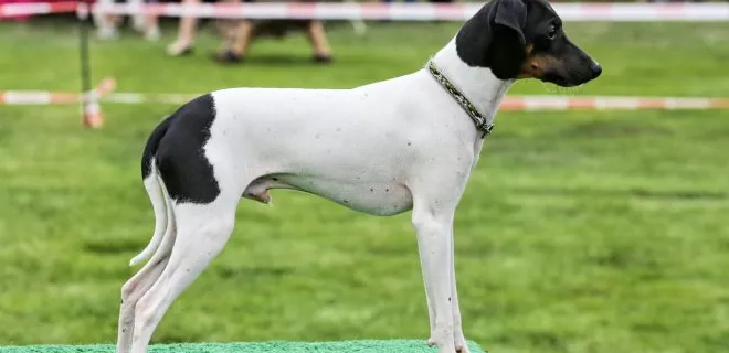 10 najbardziej spektakularnych japońskich ras psów