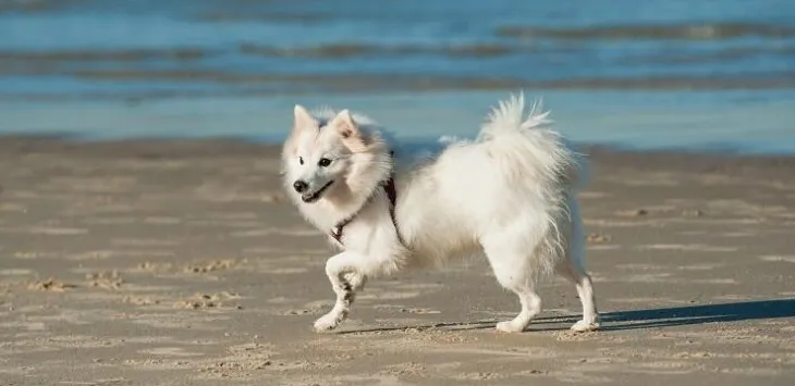10 mest spektakulære japanske hunderaser