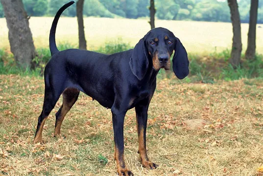 Pies rasy Black and Tan Coonhound ma lonowe uszy