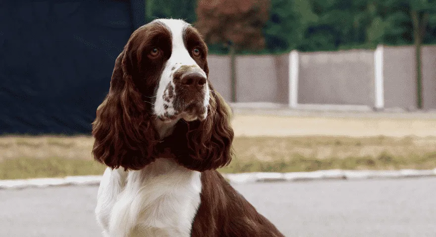Springer spaniel angielski ma długie uszy
