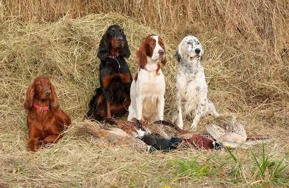 Seter to pies rasowy, który ma długie uszy