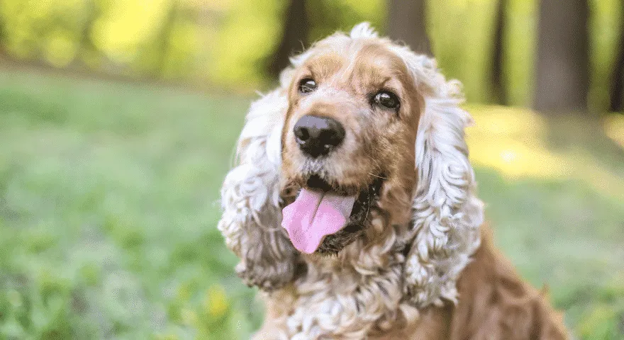 Ράτσες σκύλων με μακριά αυτιά