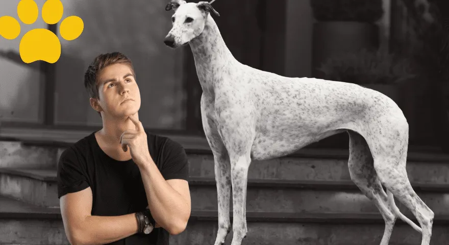 Rekord prędkości chartów