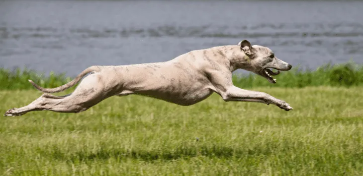 18 najszybszych psów na świecie