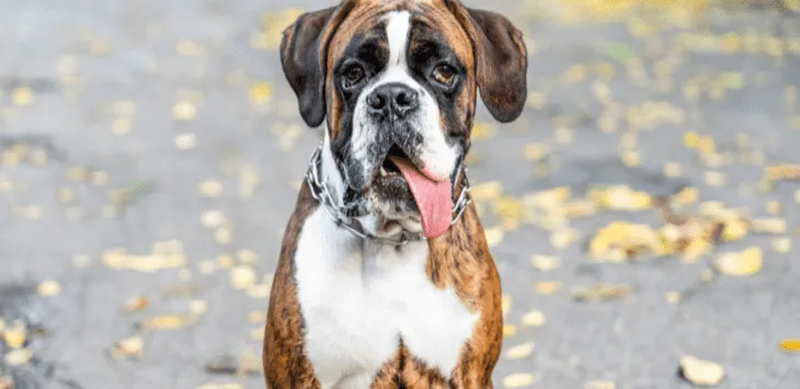 Cât trăiesc boxerii?