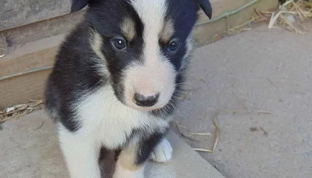 מיקס בורדר קולי האסקי