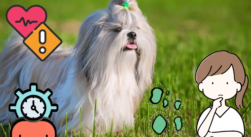 Jak długo żyje Shih Tzu' title='Jak długo żyje Shih Tzu?