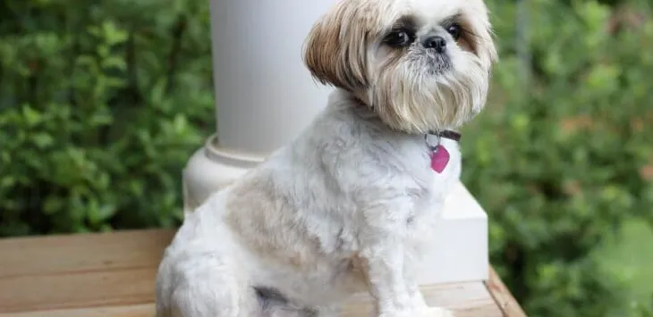 Jak długo żyje Shih Tzu?