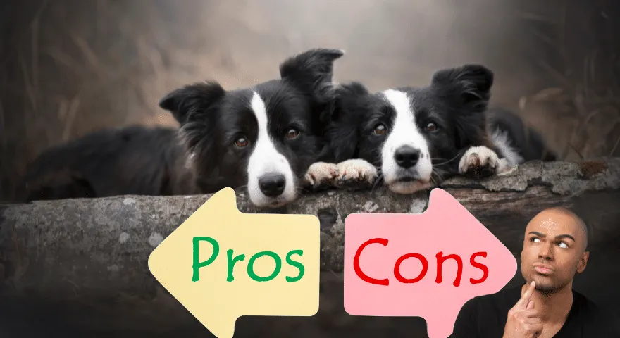 Border Collie to dobre psy domowe' title='Czy Border Collie są dobrymi psami domowymi?