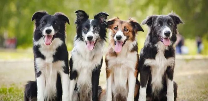 Czy Border Collie są dobrymi psami domowymi?