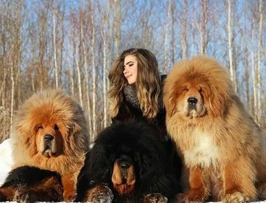 Θιβετιανό Μαστίφ