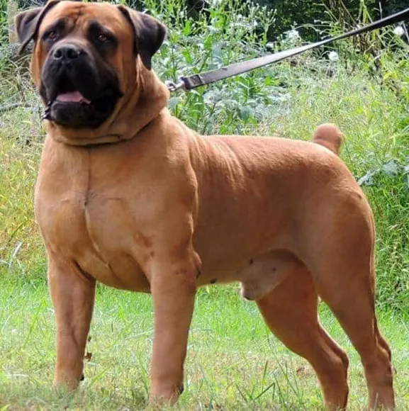 Σκυλιά Boerboel