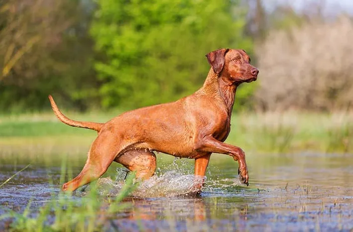 Rhodesian Ridgeback