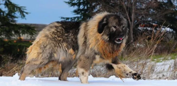 איזה כלב יכול להרוג אריה?