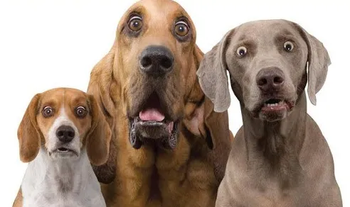 지금 개가 왜 그렇게 비싼가요?