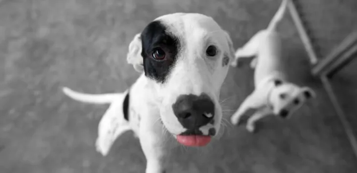 Warum sind Hunde gerade jetzt so teuer?