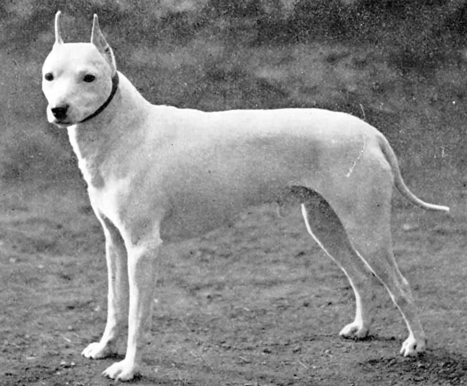 Išnykusios šunų veislės