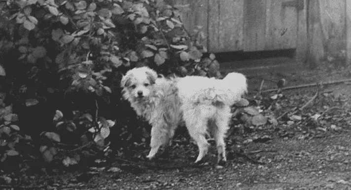 Išnykusios šunų veislės