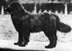 Išnykusios šunų veislės