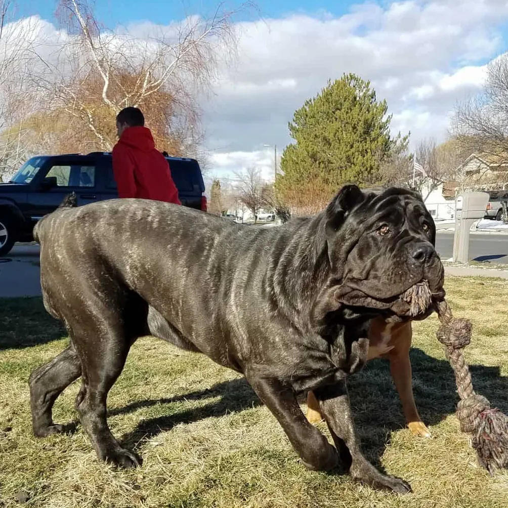 Išnykusios šunų veislės