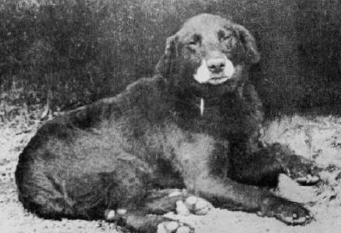 Išnykusios šunų veislės