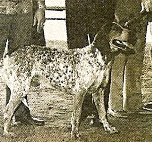 Išnykusios šunų veislės