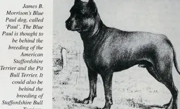 Išnykusios šunų veislės