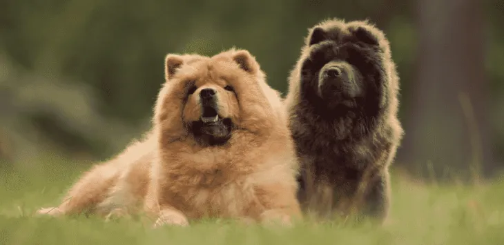 Rasy psów Chow Chow