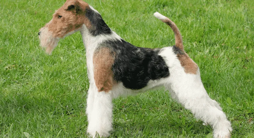 Hipoalergiczny ochraniacz dla psa Wire Fox Terrier