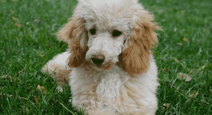 Hipoalergiczne psy stróżujące rasy pudle