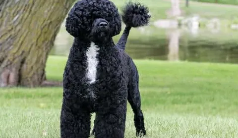 Portugalskie psy wodne