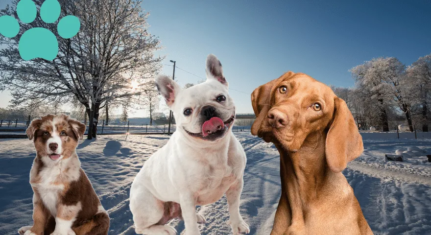 Różne warunki pogodowe dla ras psów