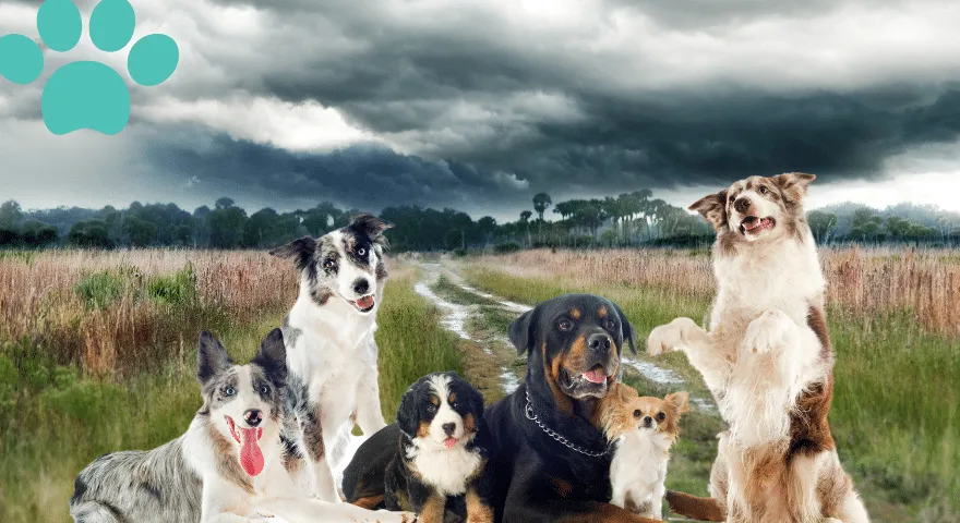 Różne warunki pogodowe dla ras psów burzliwe
