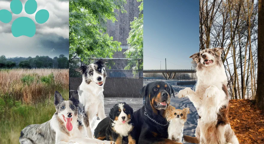 Często zadawane pytania dotyczące różnych warunków pogodowych dotyczących ras psów