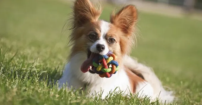 パピヨンを飼う前に知っておくべき10のこと