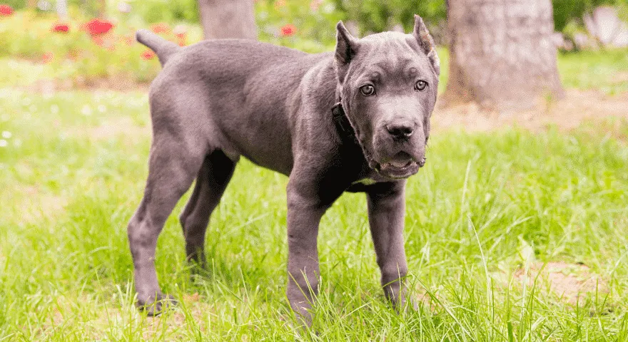 zdrowie Cane Corso' title='Cane Corso: wszystko, co musisz wiedzieć