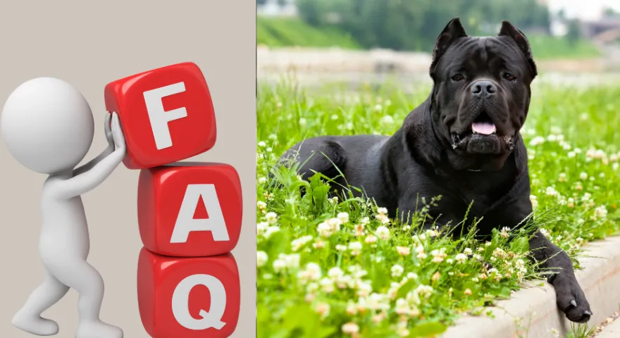 Często zadawane pytania dotyczące Cane Corso' title='Cane Corso: wszystko, co musisz wiedzieć